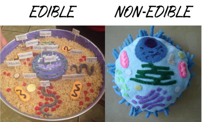 Cell 3d animal model project models science turbosquid cells plant ideas creative biology komórki max 3ds class fun